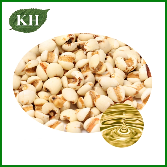 Coix Seed Oil Bulk Manufacturer